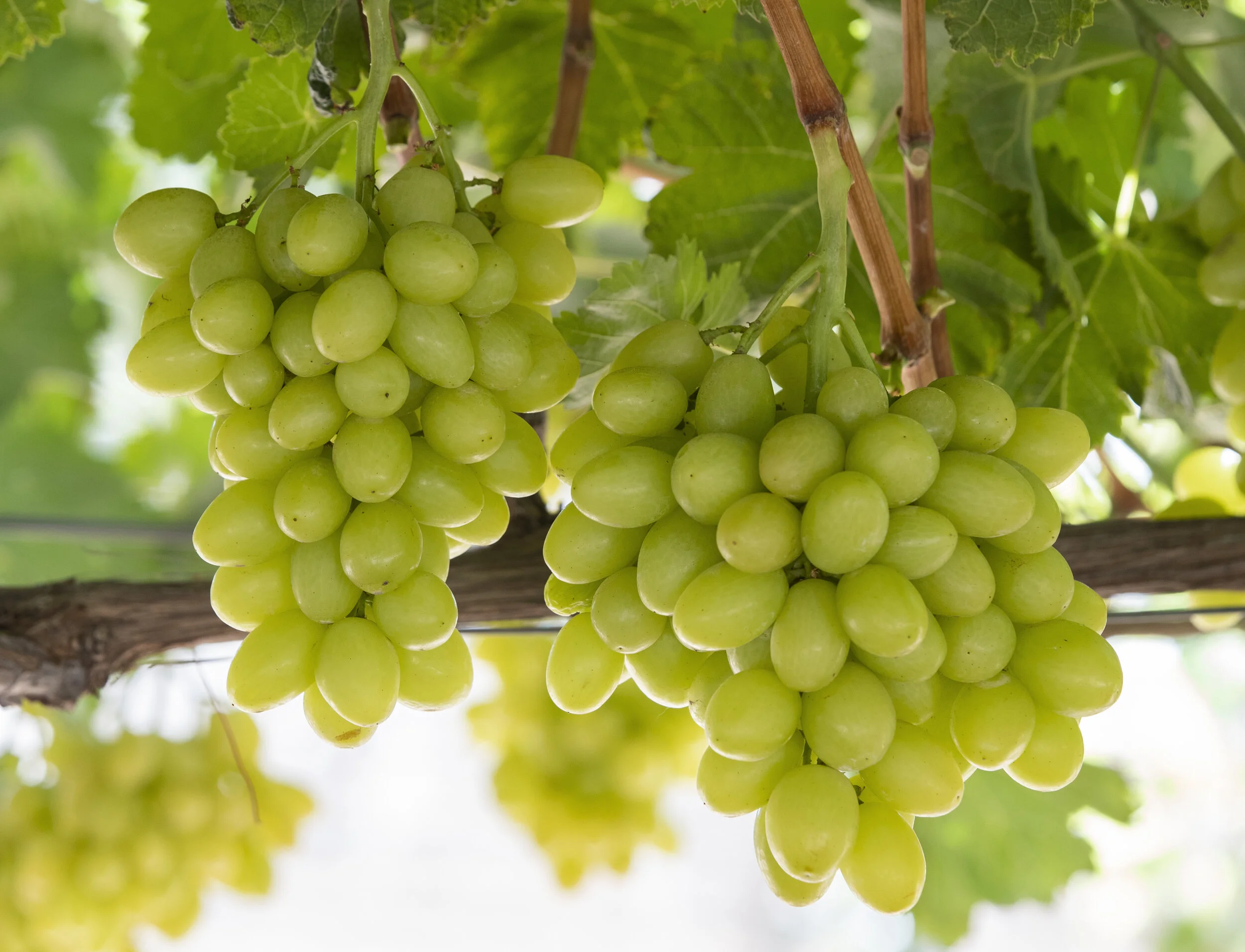 Information about the Giumarra Vineyard's ARD breeding project